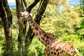 giraffe in a forest 