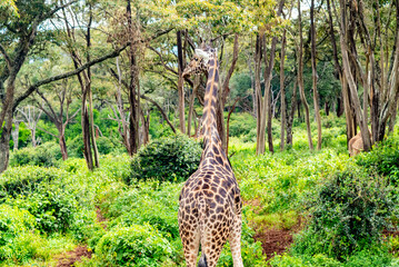 long tall giraffe