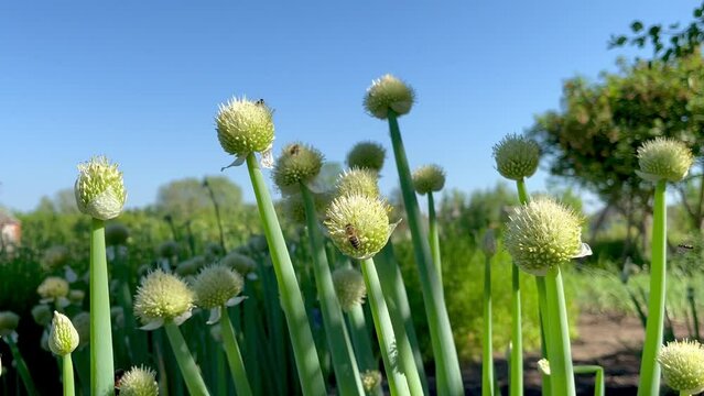 Blooming onion Allium Fistulosum growing in the garden
