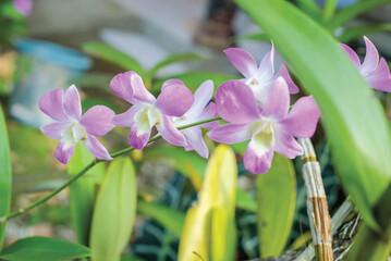 beautiful purple dendrobium orchid flowers blooming in the garden around the house closeup