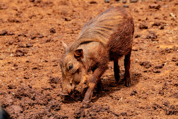 warthog on the ground