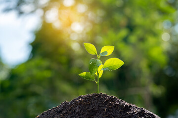 Seedling are growing in the soil with backdrop of the sunlight. 