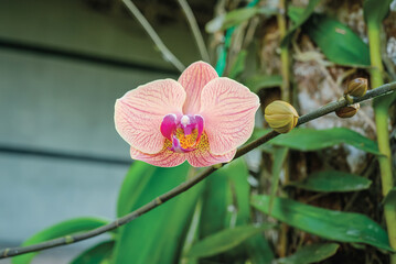 Cymbidium (boat orchid) orange-brown flowers are blooming in the garden around the house closeup