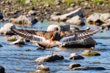 The killdeer (Charadrius vociferus) in flight. The killdeer is a vocal species, calling even at night. Its calls include nasal notes, like  