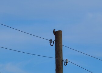 A woodpecker sitting on the top of a wooden power pole against a blue sky background