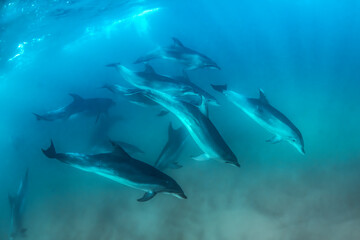 Underwater photo of wild dolphins, Australia