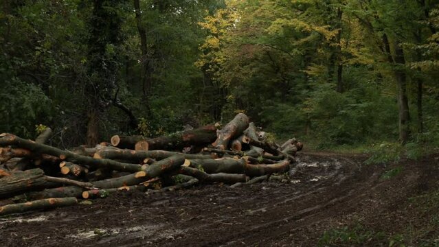 Panning clip of recently cut tree trunks and logs stacked and scattered around, from deforestation operation of rainforest trees