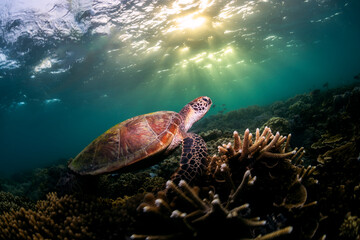 Green Turtle in the Ocean, Australia