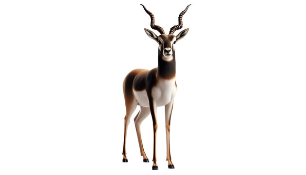 Elegant blackbuck standing proudly
