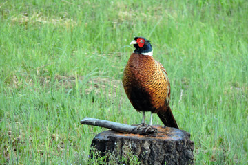 The male wild ring-necked pheasant looking like a conductor of an orchestra standing on a tree stump with cracked bark in the middle of the meadow