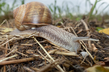 Snail
