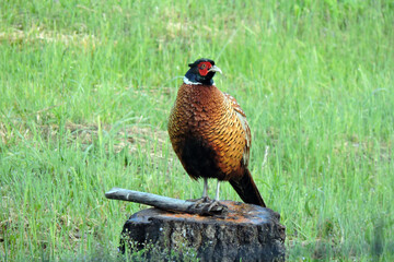 The male wild ring-necked pheasant looking like a conductor of an orchestra standing on a tree...