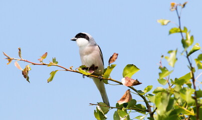 black capped kingfisher