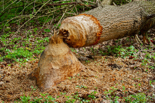Drzewo ścięte przez bobry | A tree cut down by beavers