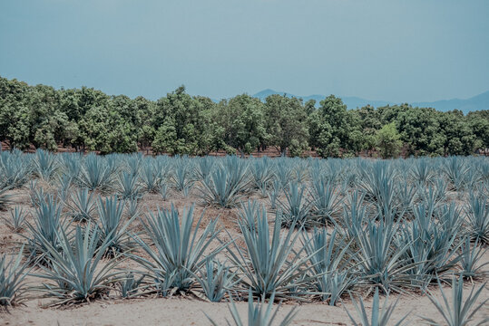 AGAVE TEQUILA 