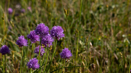 Flowers in summer 