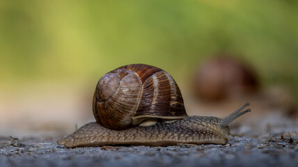 Snail cravling macro