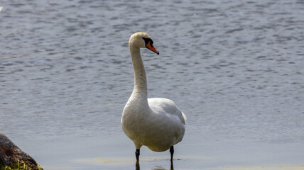 Beutiful swan in lake