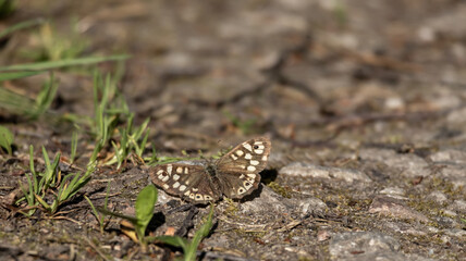 Butterfly on rock