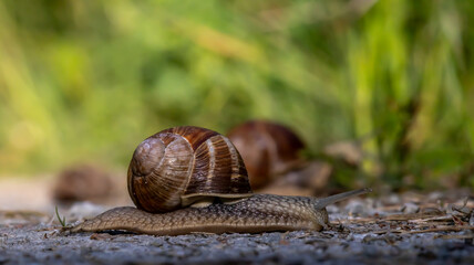 Snail with friends