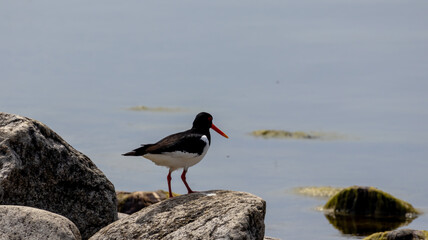 Bird on rock