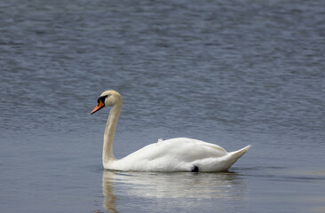 Fototapeta premium Swan swimming alone in lake