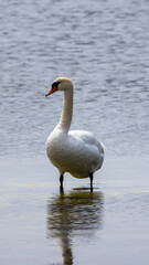 Swan standing calm in sea