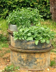 Potato plants cultivated in an old barrel cut in half, mulch on top.. Creative upcycling or...