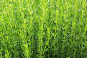 Natural background from young hyssop, lat. Hyssopus officinalis. Aromatic herb used in traditional...