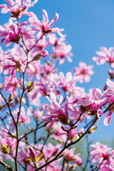 fresh magnolia over blue sky