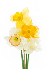 fresh narcissus on the white