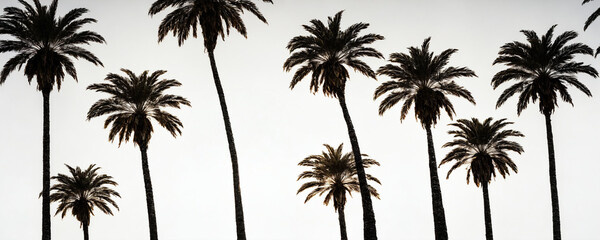 Fototapeta premium Silhouettes of palm trees against a white sky in the afternoon