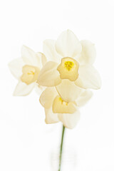 Fototapeta premium fresh narcissus on the white