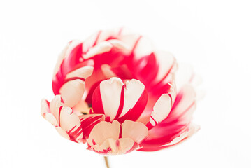 Fototapeta premium fresh tulip on the white