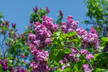 Lilac blossom in the park. Clusters of flowers are pleasing to the eye.
