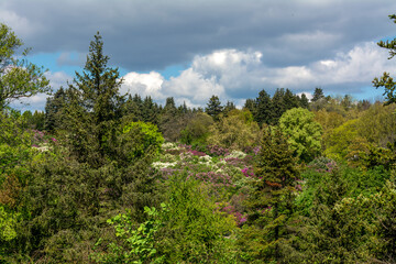 Lilacs bloomed on the slope of a large hill covered with forest.