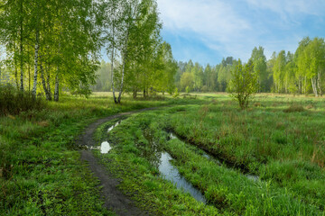 Puddles after rain. Meadow surrounded by forest. Walk outdoors.