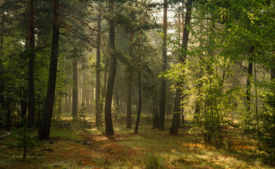 Obraz premium Early morning in the forest. the sun's rays break through the tree branches. Walk outdoors.