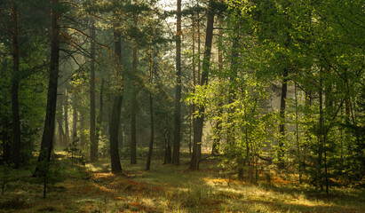Fototapeta premium Early morning in the forest. the sun's rays break through the tree branches. Walk outdoors.