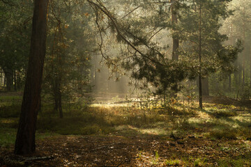 Early morning in the forest. the sun's rays break through the tree branches. Walk outdoors.