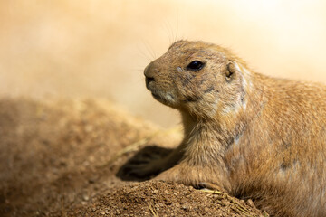 Gunnison's prairie dog (Cynomys gunnisoni), on an out-of-focus background.