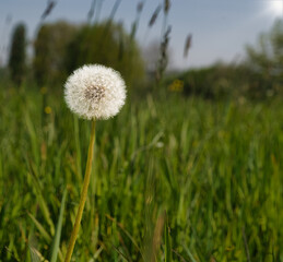 Löwenzahn Pusteblume 