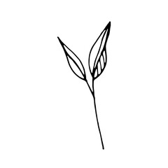Floral Botanical Abstract Doodle Hand Drawn Line Art