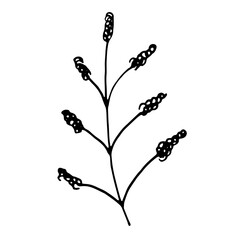 Floral Botanical Line Art Hand Drawn