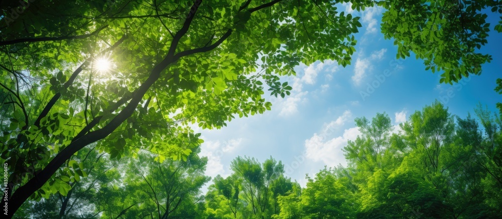 Poster a stunning view upwards towards the tree canopy with the sky and sunstars visible in the background,