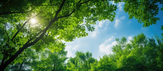 Fototapeta premium A stunning view upwards towards the tree canopy with the sky and sunstars visible in the background, ideal for a copy space image.