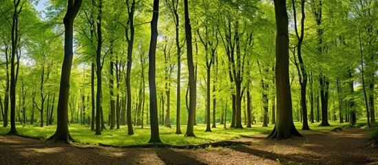 View of a vibrant beech forest in spring from a lower perspective, with room for copy space image.