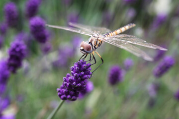 Golden dragonfly on a thin stalk in a field of lavender flowers.