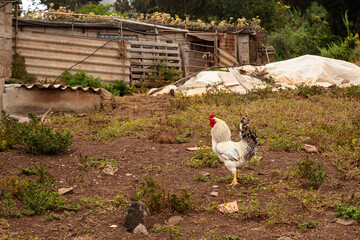 A rooster is standing in a field next to a shed. The field is dry and barren, with no grass or vegetation