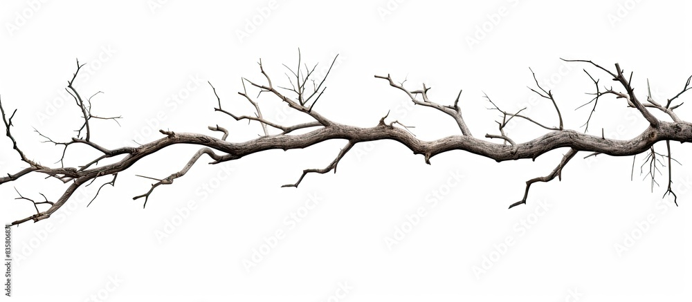 Poster isolated single old and dead tree branch with cracked dark bark on a white background, creating a be